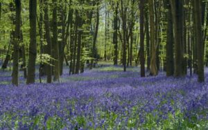 Bluebell woods near Stevenage in spring, representing natural beauty and tranquillity in the area.