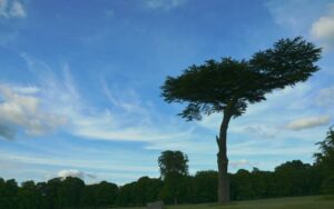 Cassiobury Park in Watford, representing the local broadband coverage area
