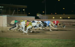 Greyhound Racing in Romford, representing the local broadband coverage area