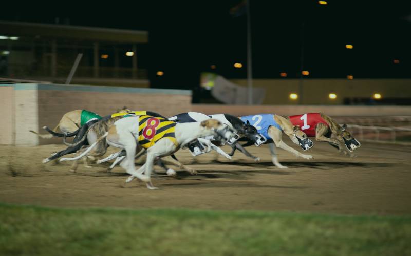 Greyhound Racing in Romford, representing the local broadband coverage area